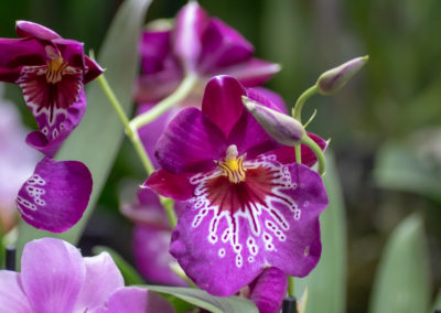 Exposition d’orchidées à l’abbaye de Vaucelles (59) 17mars2019